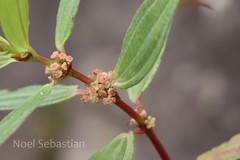 Pouzolzia bennettiana